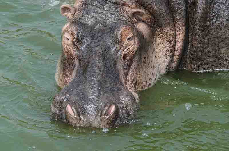 Hipopótamo - parque nacional Queen Elizabeth - Uganda 14.jpg